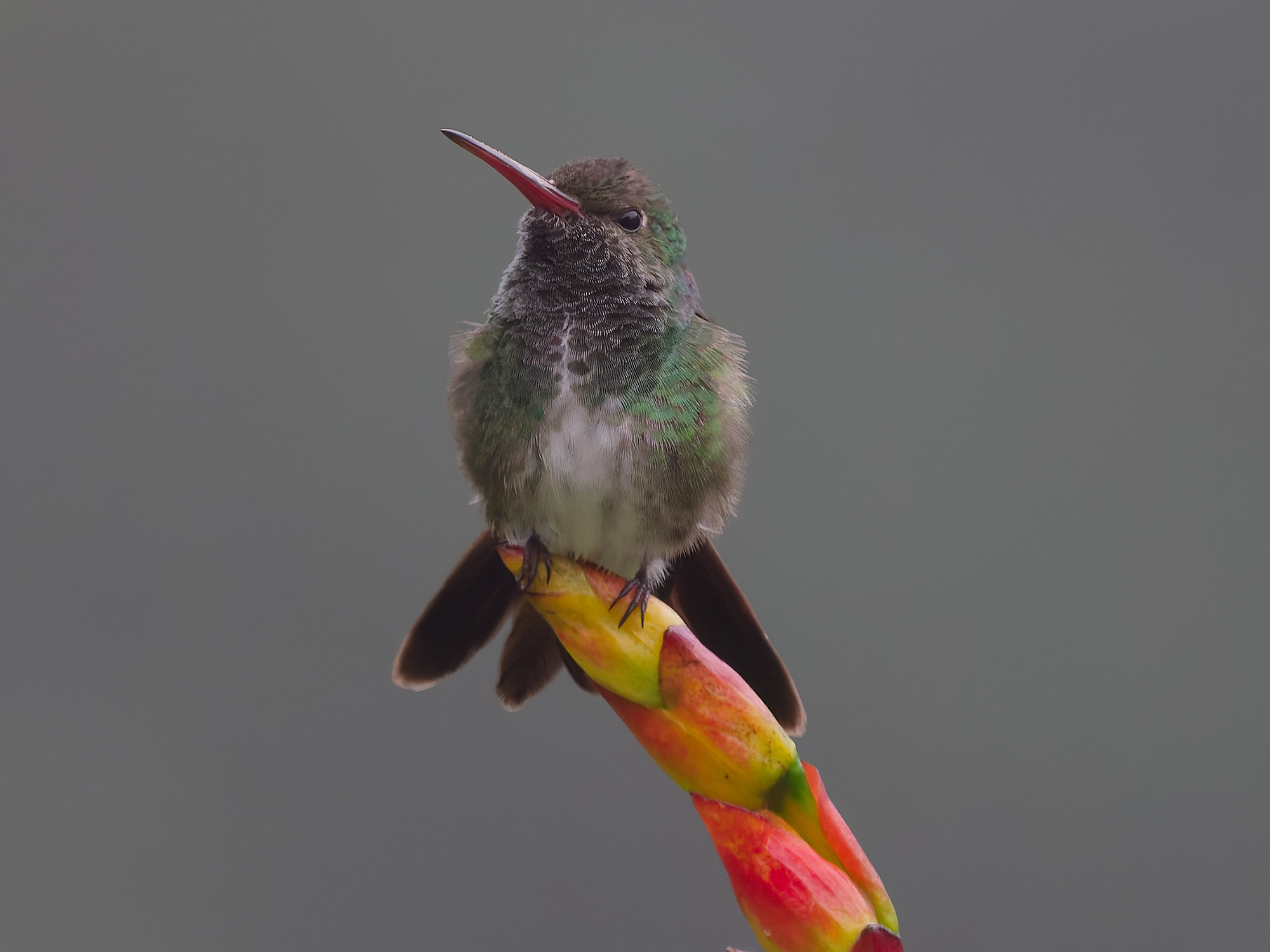 Click to open Dag 22: Guapiaçu en Morro Frio